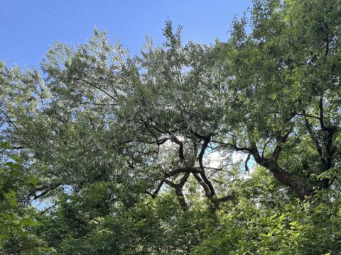 上高地で見られる柳絮