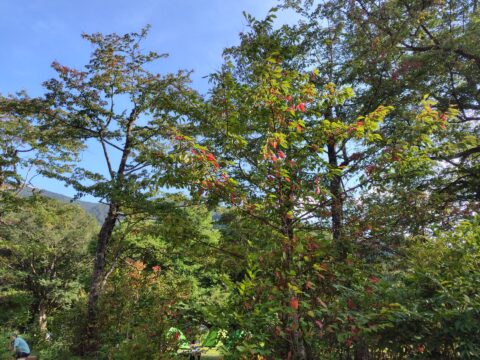 上高地の紅葉・シウリザクラ