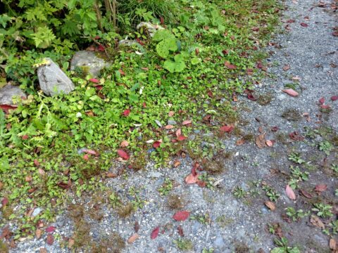 上高地の紅葉・シウリザクラの落ち葉