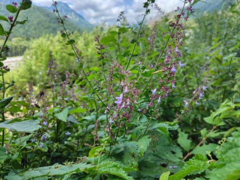 上高地の秋の花・コウシンヤマハッカ