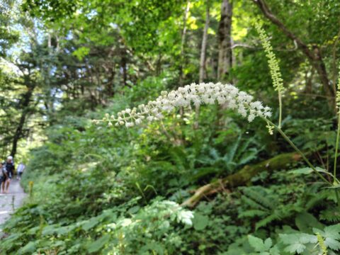 上高地の秋の花・サラシナショウマ