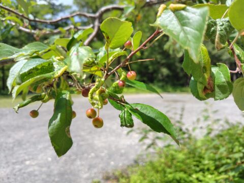 上高地の小梨の実