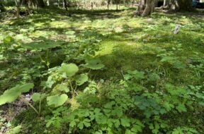 夏休みでも静かに楽しめる！　上高地・小梨平の涼やかな散策コース