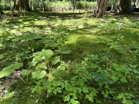 小梨平キャンプ場