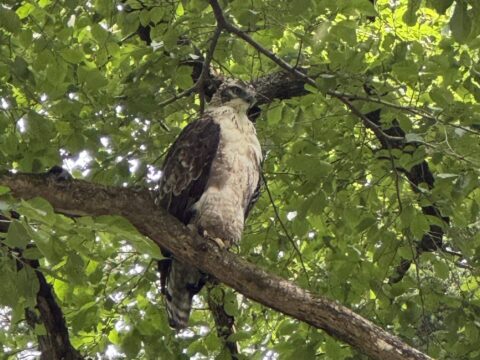 上高地で見られるクマタカ