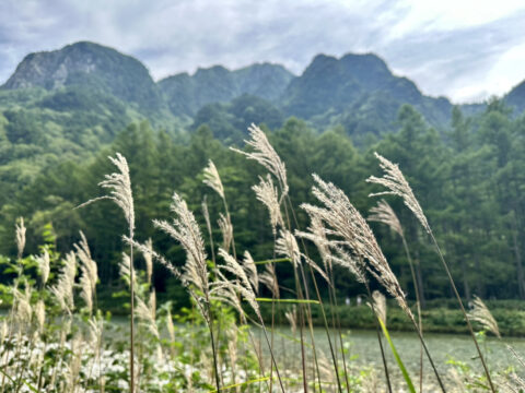 8月下旬の梓川沿い ススキと六百山