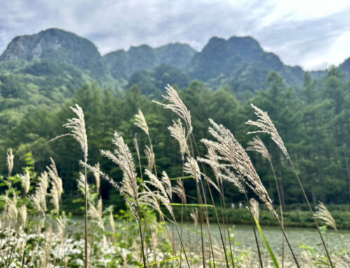 【夏休み最後！】8月下旬の上高地の景色をご紹介！