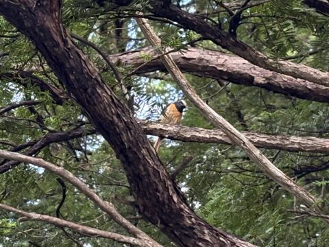 上高地で見られるジョウビタキ