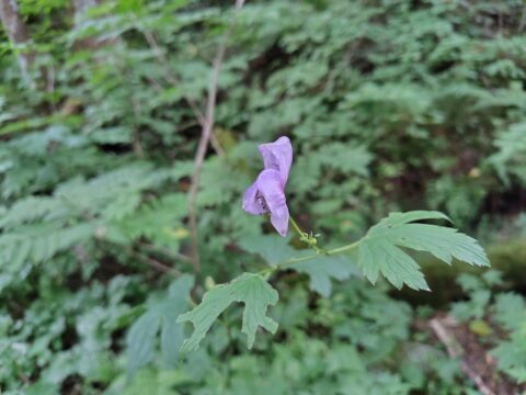 上高地の秋の花・サンヨウブシ花