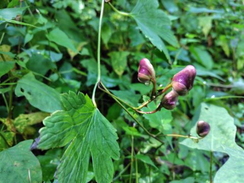 上高地の秋の花・サンヨウブシつぼみ