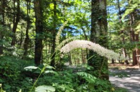 【9月の上高地】見頃を迎えた秋の花特集！