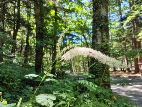 上高地の秋の花・サラシナショウマ