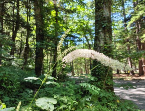 【9月の上高地】見頃を迎えた秋の花特集！
