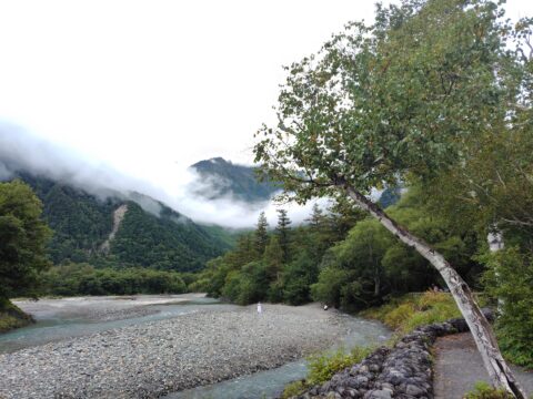 上高地・河童橋横のシラカバ黄葉