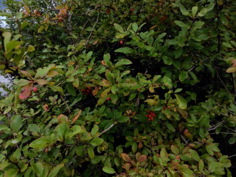 上高地の一足早い紅葉・ヒロハヘビノボラズ