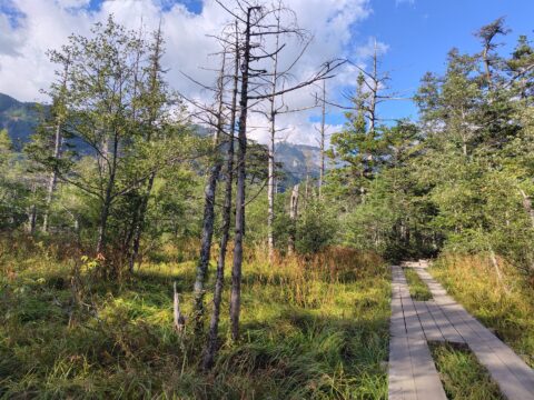 上高地・湿原と遊歩道の立ち枯れの木