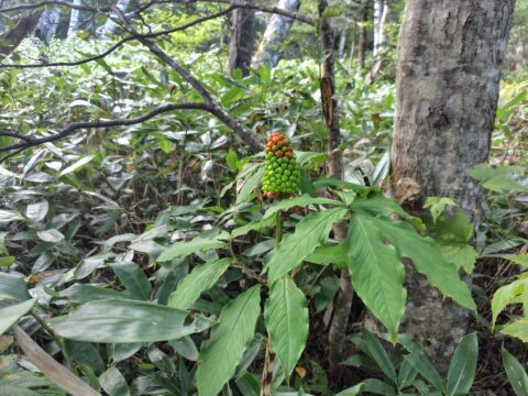 上高地・マムシグサの実