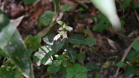 上高地の秋の花・アケボノシュスラン