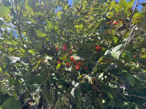上高地の秋の木の実・カンボク