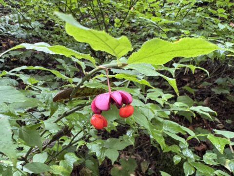 上高地の秋の木の実・サワダツ