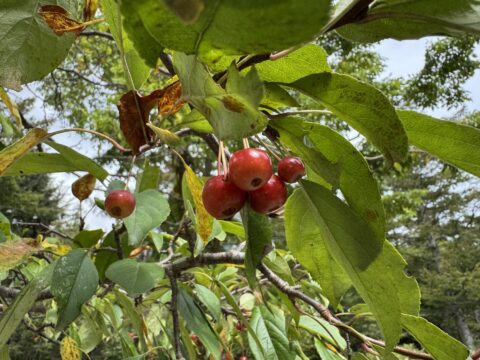 上高地の秋の木の実・エゾノコリンゴ