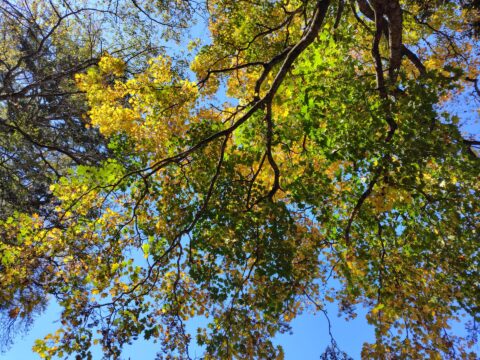 長野県・上高地のイタヤカエデ紅葉
