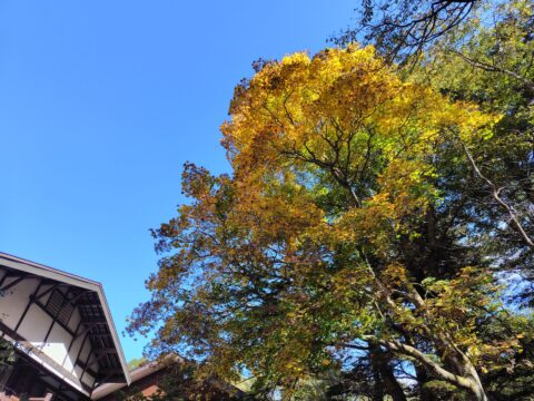 長野県上高地・イタヤカエデの紅葉