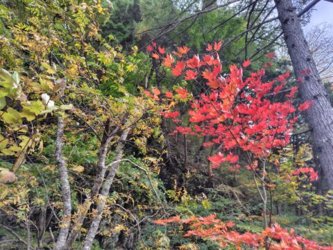 上高地・小梨平清水川沿いのカエデ紅葉