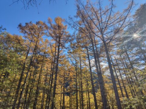 上高地のカラマツ黄葉