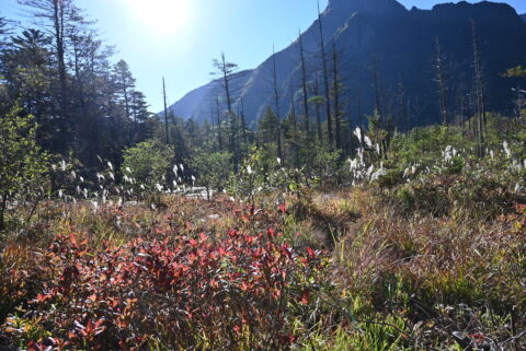 上高地・岳沢湿原のレンゲツツジ紅葉