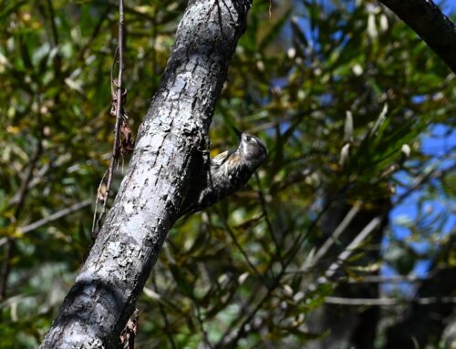 【2025年秋】黄葉の上高地で出会える野鳥たちをご紹介！