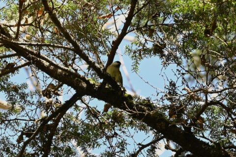 上高地 河童橋付近のコガラ