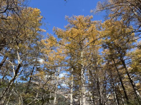 上高地のカラマツ黄葉