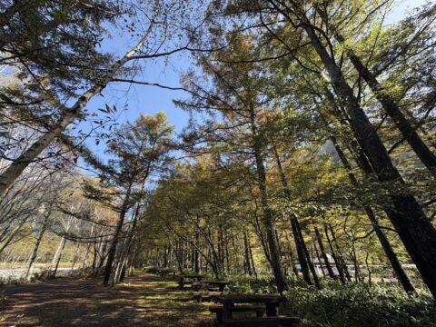 梓川沿いのカラマツ