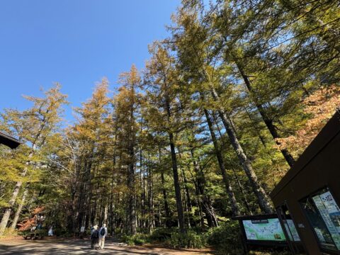 上高地バスターミナルのカラマツ黄葉
