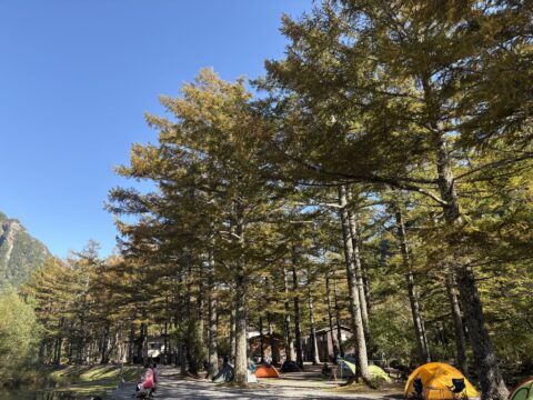 小梨平 梓川沿いのカラマツ