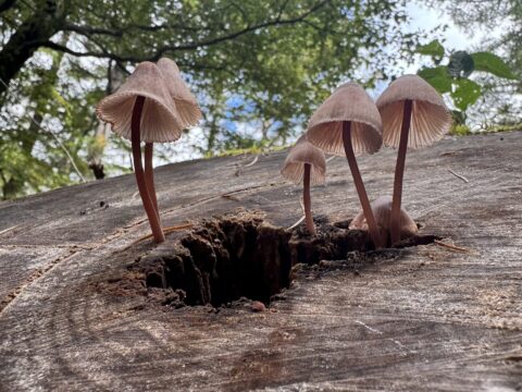 上高地で見られるチシオタケ