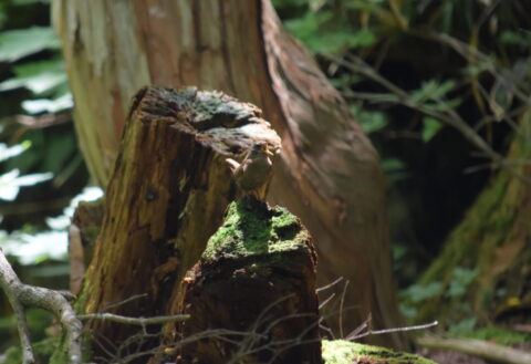 ミソサザイ(鷦鷯)