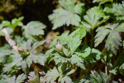 ニリンソウのつぼみ