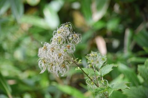 クサボタン（草牡丹）