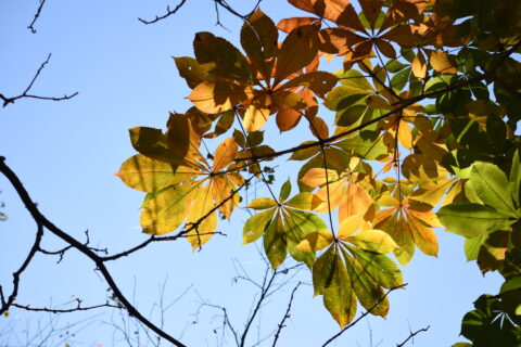 トチノキ(栃の木)