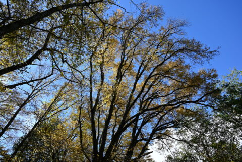 10月の上高地・黄葉のはじまり