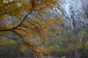 【2025晩秋】上高地の気温＆黄葉最新情報｜カラマツが見頃です