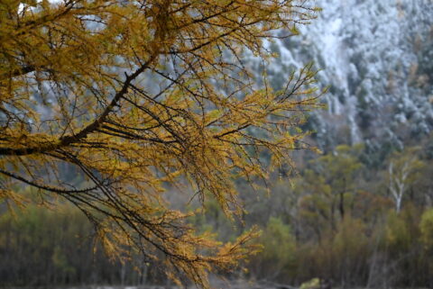 上高地　梓川沿いのカラマツ