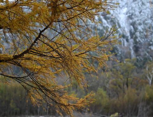 【2025晩秋】上高地の気温＆黄葉最新情報｜カラマツが見頃です