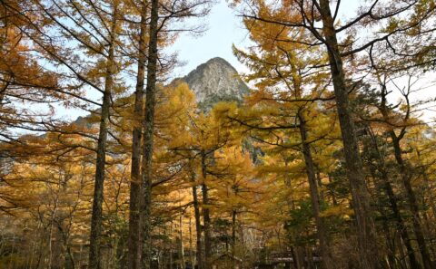 上高地　六百山とカラマツ