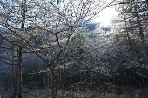 上高地　田代湿原の樹霜