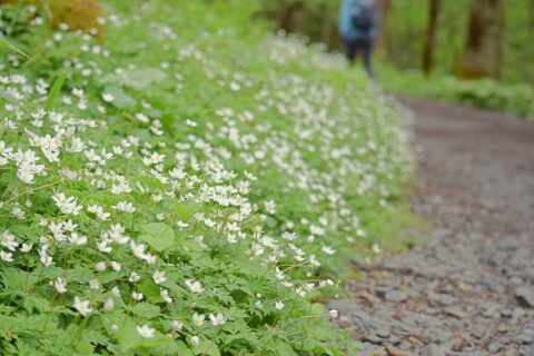 ニリンソウの群生