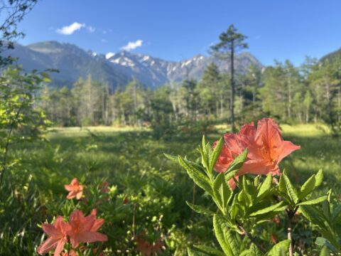 田代湿原とレンゲツツジ(蓮華躑躅)