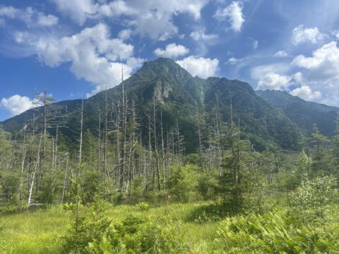 夏の岳沢湿原